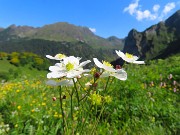 28 Ranunculus platanifolus (Rranuncolo a fglie di platano) con vista in anticima Corno Branchino